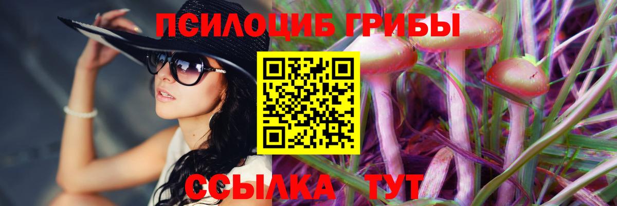 Галлюциногенные грибы Psilocybe Владимир
